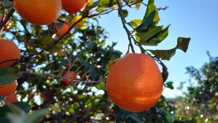 oranges on a branch with green leaves on tree