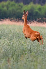 Roe deer running in the grass