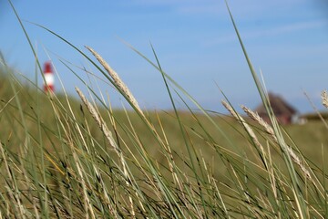 Dünen im Vordergrund, Haus am Lister Ellenbogen, Sylt, Leuchtturm im Hintergrund