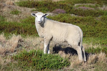 Schönes Schaf steht in der Düne 