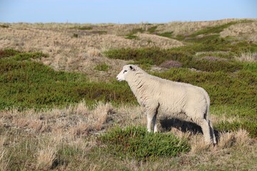 Schafe in Ostfriesland