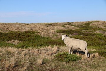 Fototapeta premium Schaf, Schleswig-Holstein; Deutschland