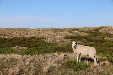 Fototapeta premium Schaf an der Nordsee