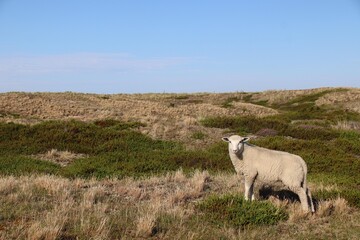 Junges Schaf steht in den Dünen