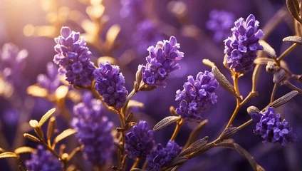 Foto op Plexiglas lavender flowers in the field © Muhammad