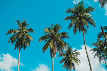 Fototapeta na wymiar Tropical palm tree with sun light on sky background. Summer season Coconut palm trees Beautiful natural tropical background. Tall Coconut Trees on the beach area during daytime.