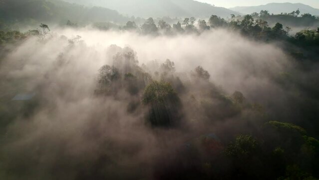 Nature sunrise,mountain trees and aerial view of the forrest,Drone flying in misty forest and morning light