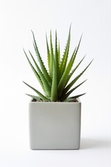 Houseplant aloe. Green sprout in a square ceramic pot. Evergreen potted plant isolated on white background.