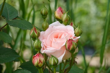 Une rose pâle ouverte dans un jardin public