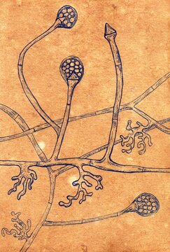 Intricate hand-drawn pen and ink illustration of the Lichtheimia corymbifera complex on aged paper, reminiscent of medieval medical drawings.