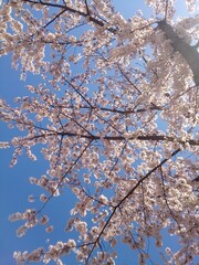 見上げた晴れ空と桃色の桜