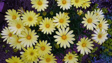 黄色い花　ティモフィラ