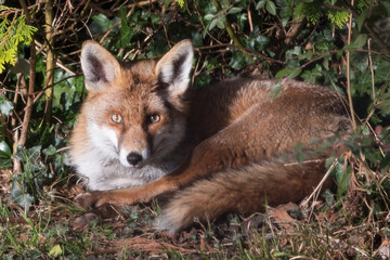 Red fox laying in the sun
