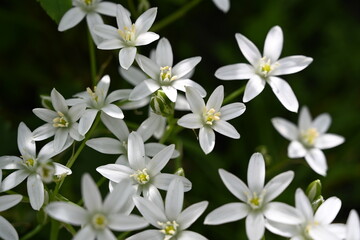 Little white blooming flowers with green leaves