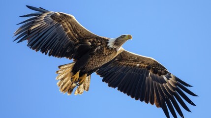 Obraz premium Majestic Bald Eagle in Flight Against Clear Blue Sky