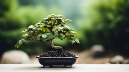 Foto op Canvas A dynamic shot of a Blackberry Bonsai in a bonsai garden, with a shallow depth of field that brings the foreground to life and blurs the background into a bokeh. © Naksh