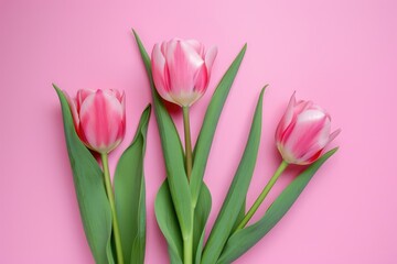 Fototapeta premium Valentine's day A row of fresh pink tulips gracefully aligned along the bottom edge of a soft pastel pink background, offering a delicate and clean design with space for text above. Ai generate