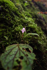 Begonia masoniana, the iron cross begonia, is a species of plant in the family Begoniaceae