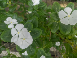 In Indonesia, this flower is known as the Tapak Dara flower or Vinca. As an ornamental plant. Periwinkle flower blooming in the garden