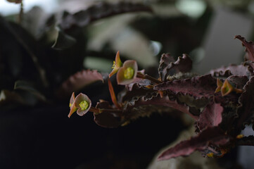 ユーフォルビアの花