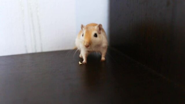 Red gerbil runs around the table at home. Cute domestic mouse walks on the shelf. nimble pet