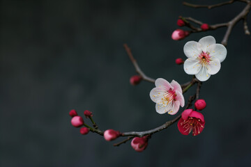 Cherry blossom on black background. Background image. Created with Generative AI technology