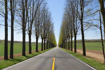 Fototapeta premium trees lined on either side