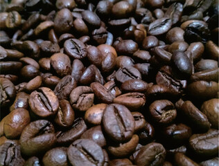 Gayo Arabica coffee beans, the best quality coffee beans from Aceh Indonesia