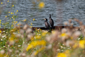  cormorant in nature
