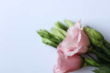 Bouquet of eustoma flowers on white background, closeup