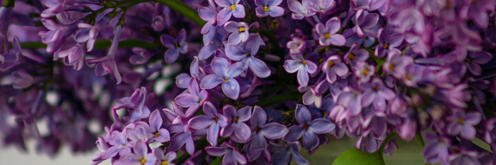 banner with background with spring blossom. spring or summer concept. Blooming lilac bush with tender tiny flower. Purple lilac flower on the bush.