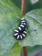 Alder moth, Acronicta alni, black caterpillar with yellow stripes