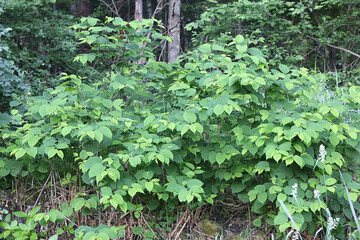 Japanese Knotweed, Reynoutria japonica, also known as American bamboo, Asian knotweed or Crimson beauty, higjly invasive plant from Finland