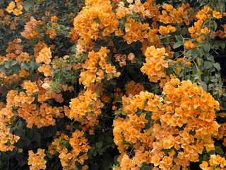 The image shows a bush covered in yellow flowers.