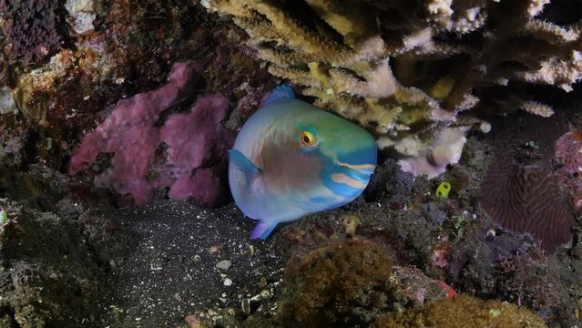 Parrot fish is resting at a coral reef. Night sea life of Tulamben, Bali, Indonesia.