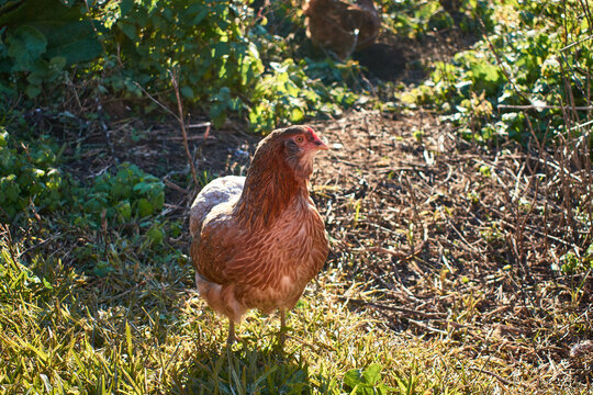 Araucana chicken. Domestic chicken breeds. Rural scene of village life.
