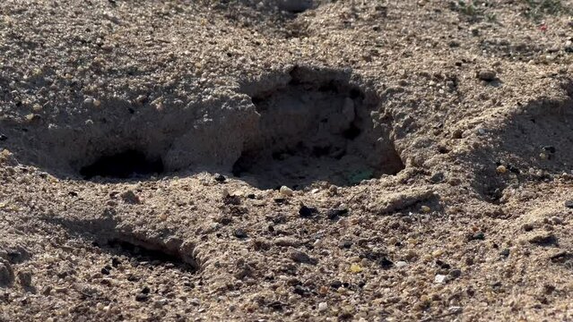 close-up footage of ants teamwork near an anthill In the desert of Kuwait
