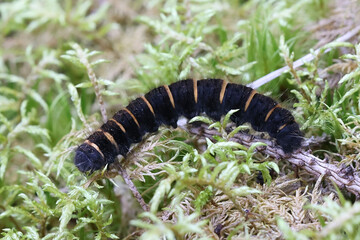Cateroillar of fox moth, Macrothylacia rubi