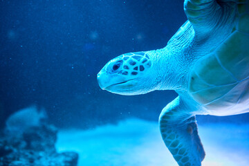 Serene Sea Turtle Gliding Gracefully In The Blue Depths Of An Oceanarium