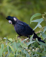 Black Cockatoo