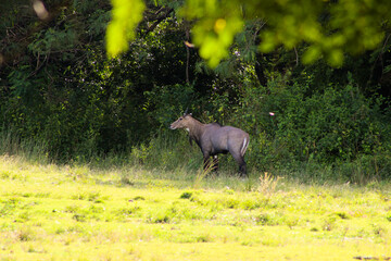 Zoológico 