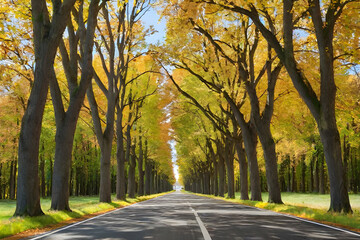 a row of trees on either side,