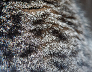 Fur of a gray spotted cat.