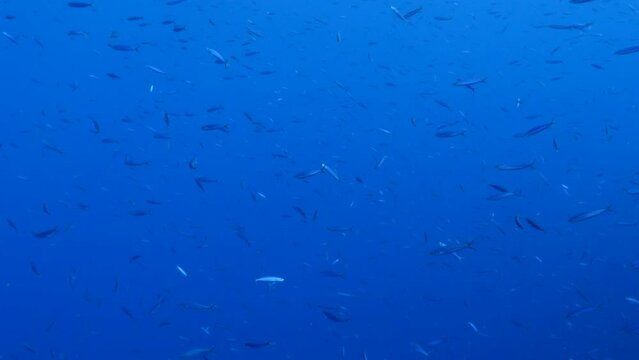 School of Boga fish in the Caribbean Sea