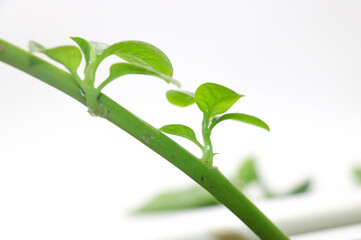 Malabar Spinach, Vine Spinach, Basella Spinach