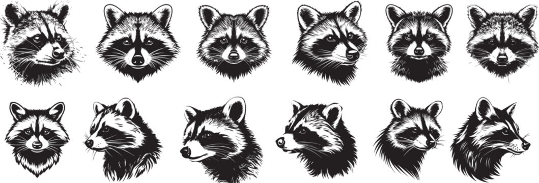 set of racoon profile black and white vector graphics