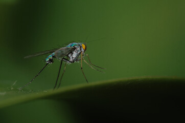 Macro photo of a fly with a metallic green sheen, perched on a leaf. Green background. 