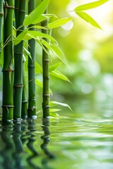 Fototapeta na wymiar Bamboo stalks in a row in water on sunny background. Bamboos in a peaceful and natural landscape. Green background with bamboo stems in Asian spirit.