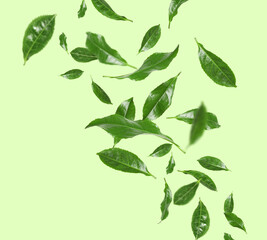 Fresh green tea leaves falling on color background