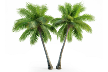 Coconut palm tree  isolated on white transparent background, png, close up
